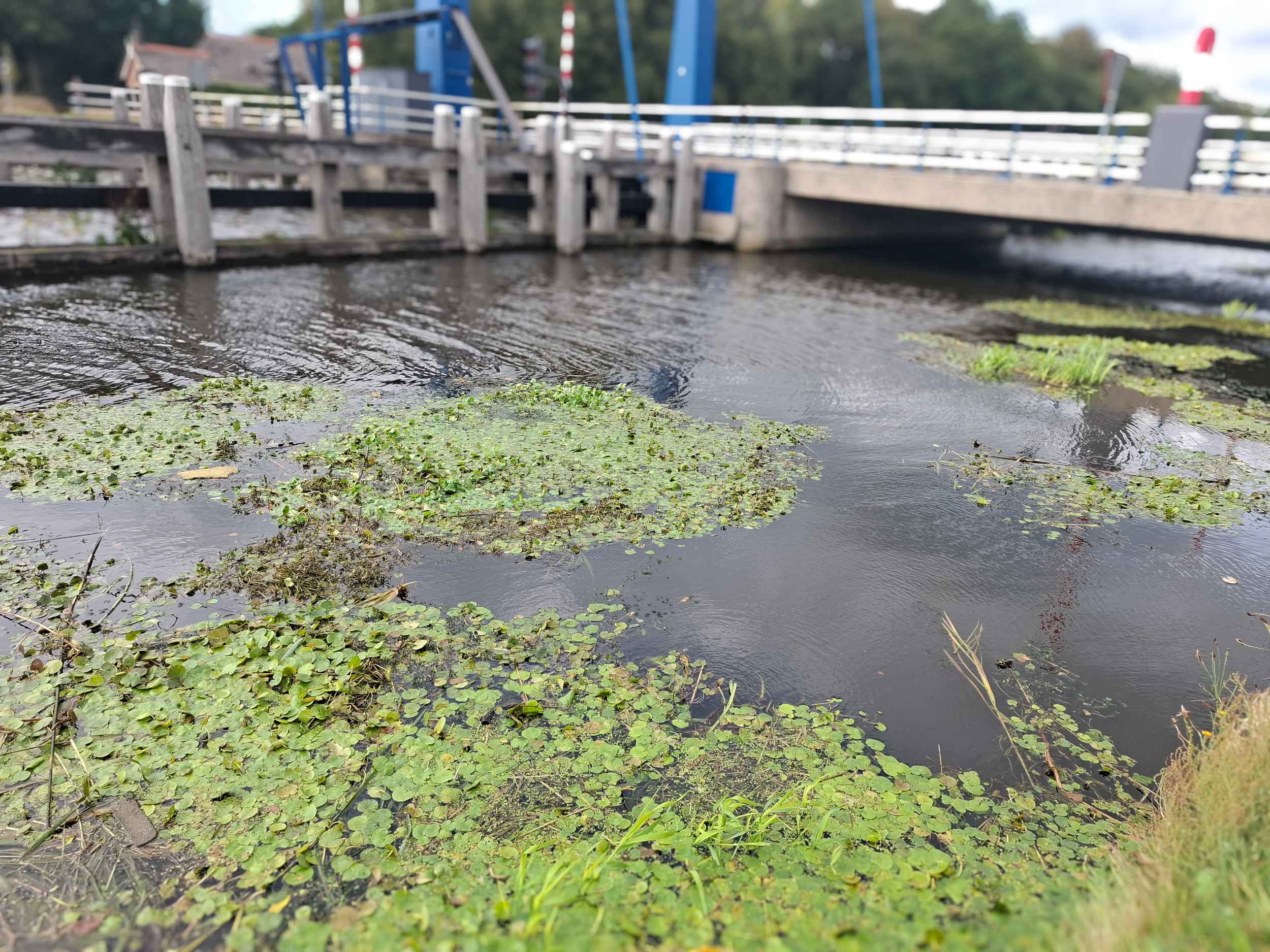 Invasieve waterplanten in een watergang nabij een brug